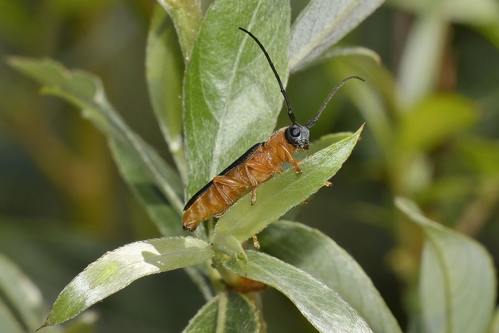 Oberea oculata